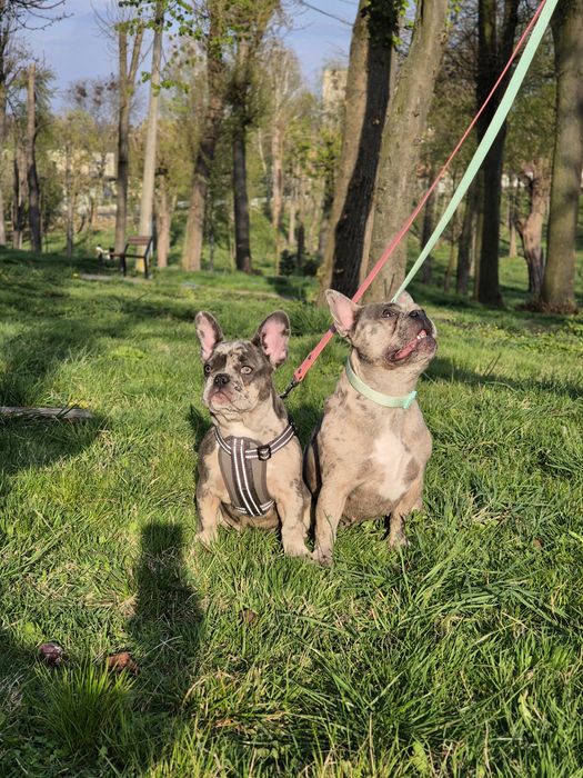 Французький бульдог