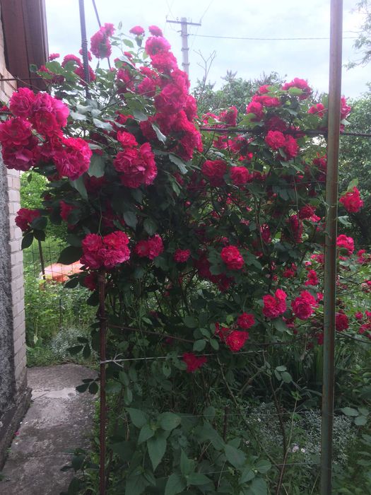 Продам дачу Садове товариство "Висотник" Довгинцівський район