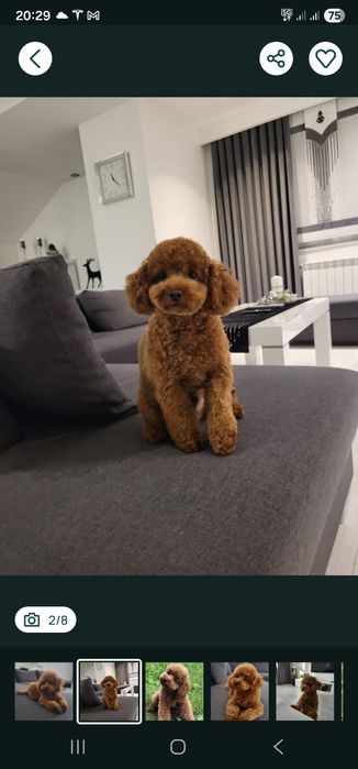 Szczeniak piesek cavapoo