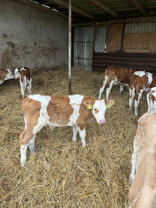 Sprzedam byki oraz jałówki