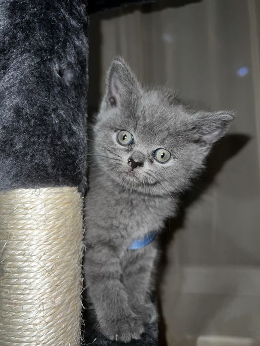 Кошеня шотладське