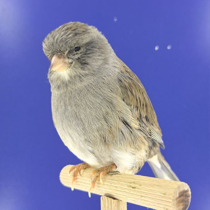 Kanarek, samczyk 22 - sprzedam, Wrocław