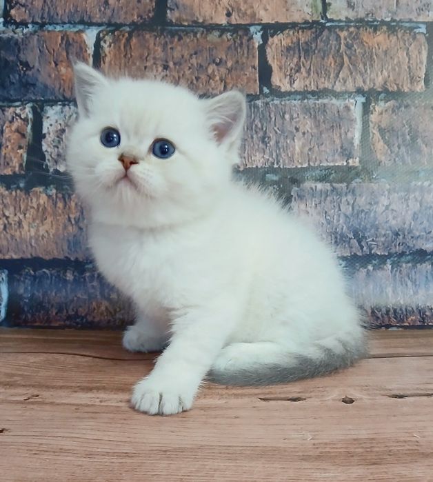 Котик шиншила колор-поінт