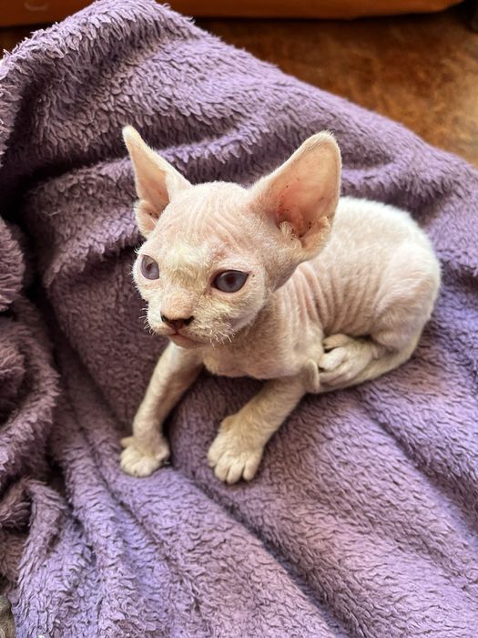 Гипоаллергенные котята девон-рекс