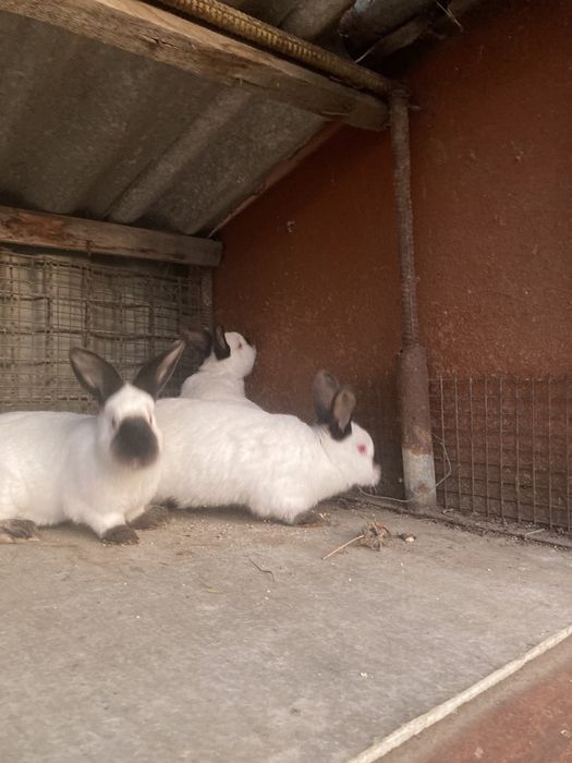 Каліфорнійці , Кролі самці.Каліфорнія .