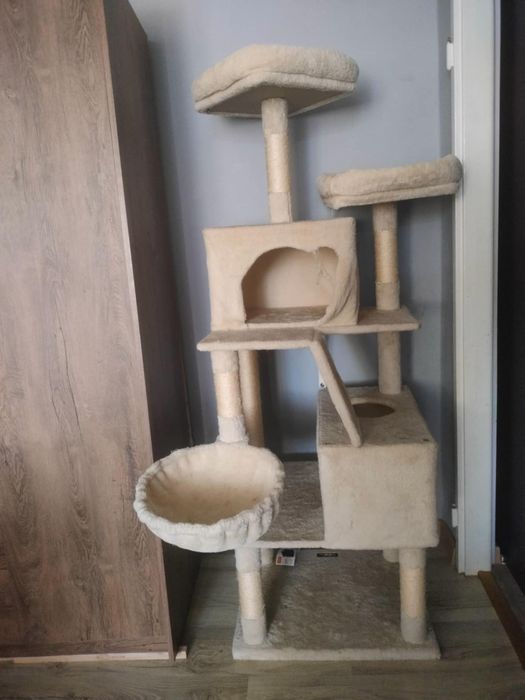 oddam kotka za darmo