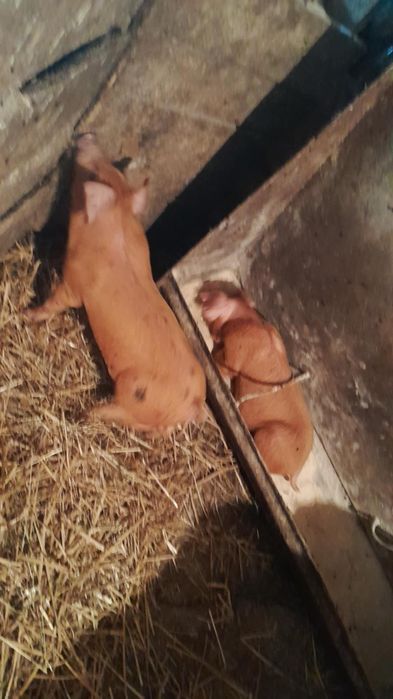 Продаєм поросята дюрок,кантор.