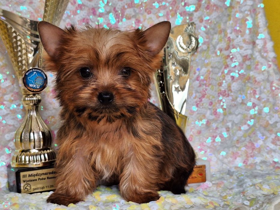 Yorkshire terier golddust suczka z rodowodem i paszportem