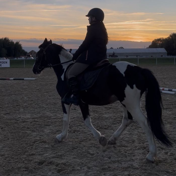 Sportowy kuc do skoków