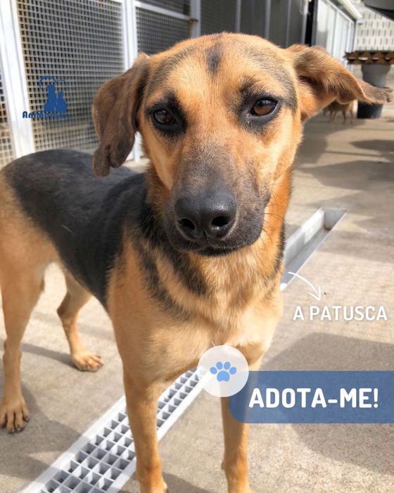 Patusca cadela jovem porte medio