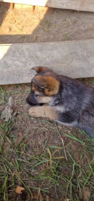 Німецькі вівчарки