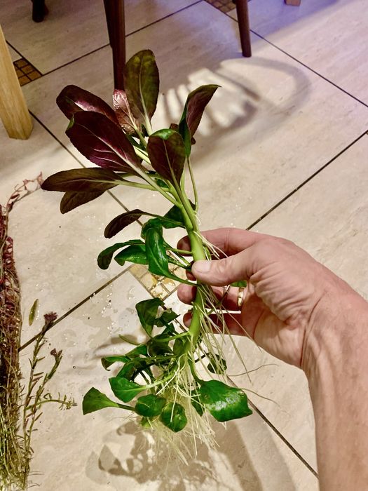 Lobelia repens. Roślinka akwariowa