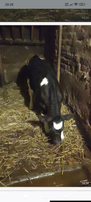 Телятко на тримання