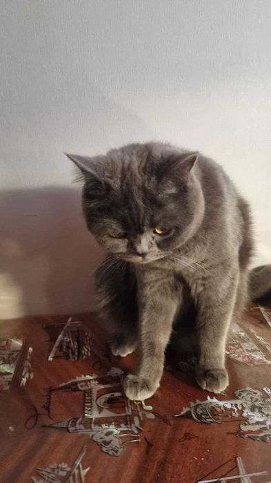 Вязка котів/ шукаємо нареченого для кішки