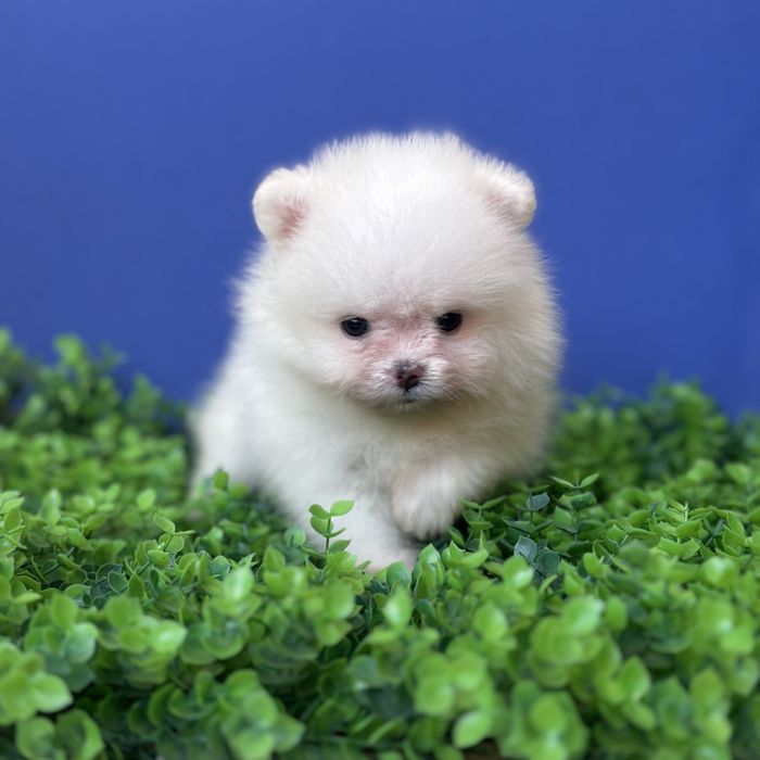 ляльковий ведмедик шоу класса