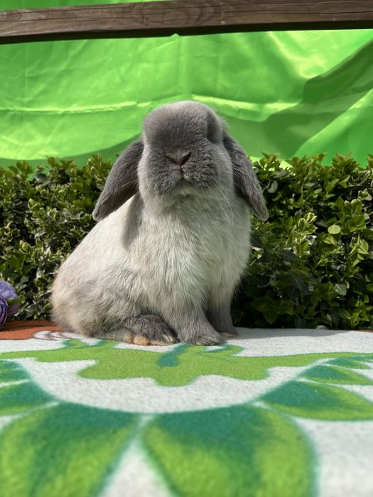 Бронь.NHD.Карликові кролики,висловухі баранч