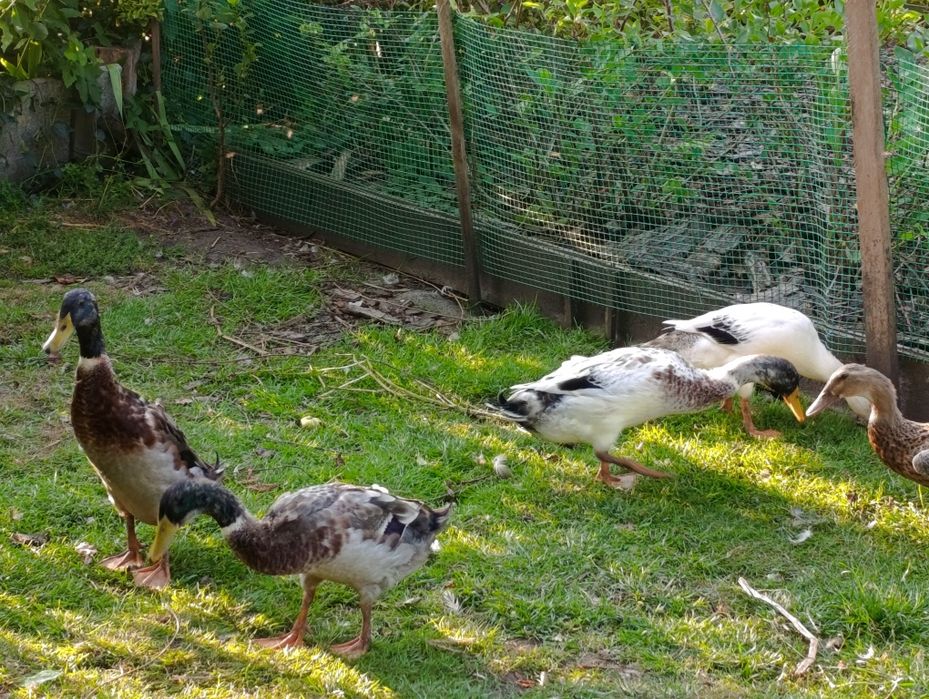 Jaja lęgowe kaczek biegusów