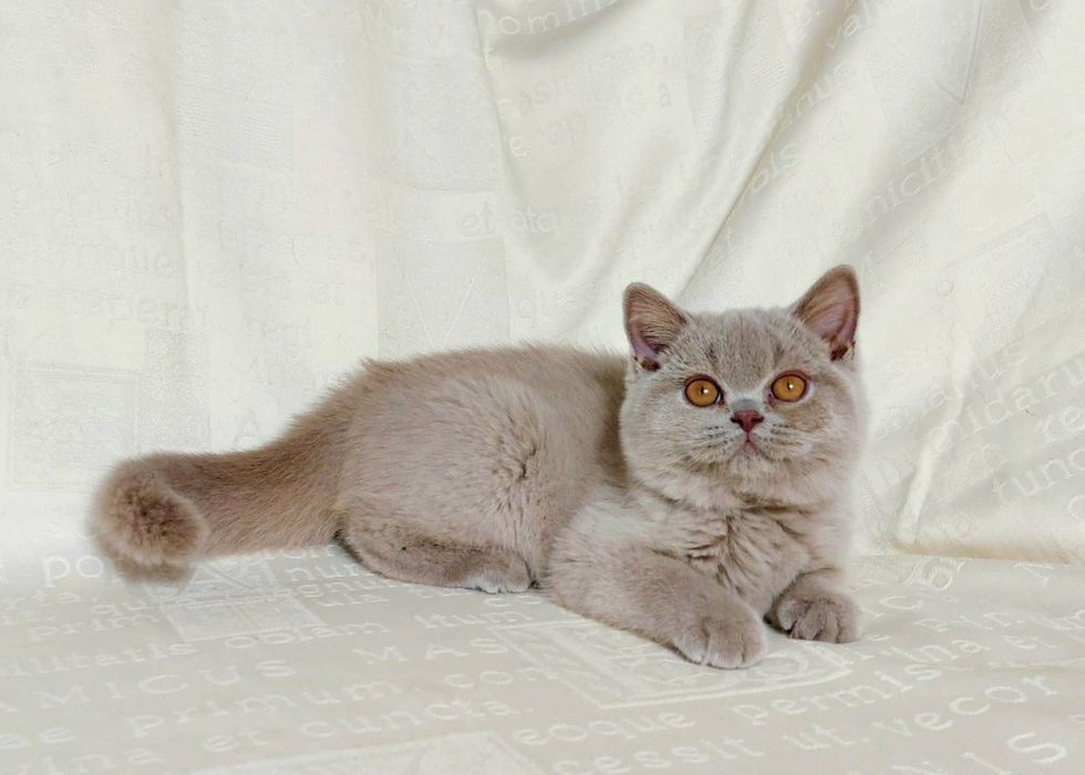 Чистокровные британские котята из питомника