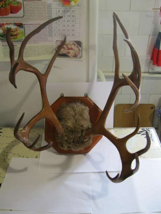 Рога оленя на подставке