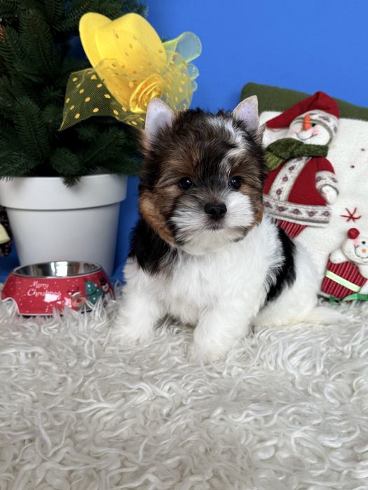 Бівер терʼєр хлопчик КСУ