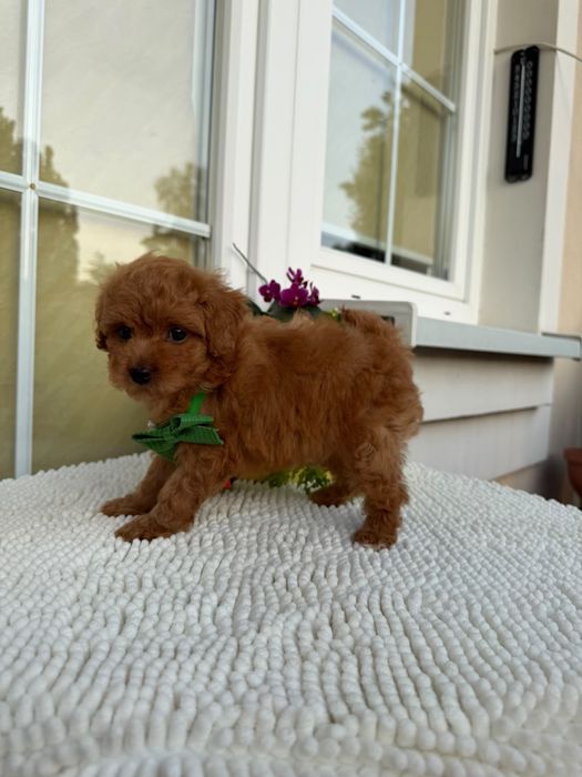 Piesek Maltipoo z metryką