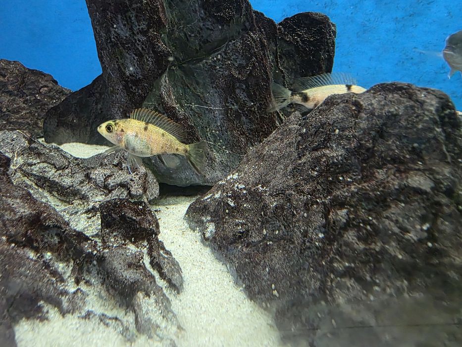 Aulonocara marmelade ob