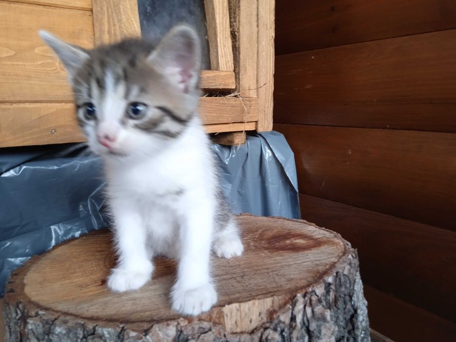 W dobre  ręce oddam kocięta.
