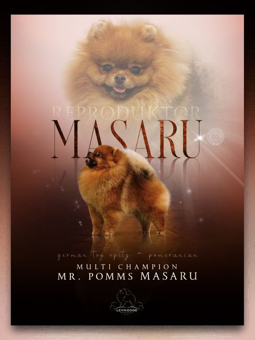 Pomeranian Pies FCI