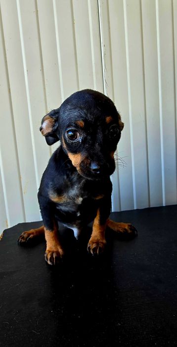 Pinscher Miniatura macho Preto Afogueado