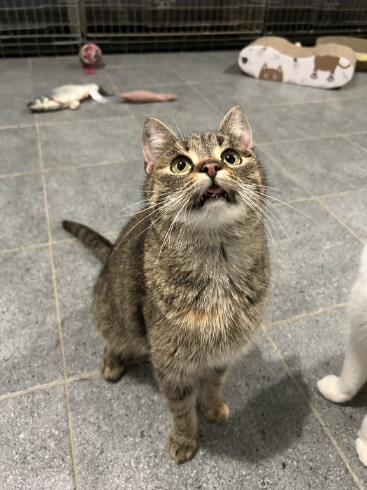 Kotka Mika szuka domku