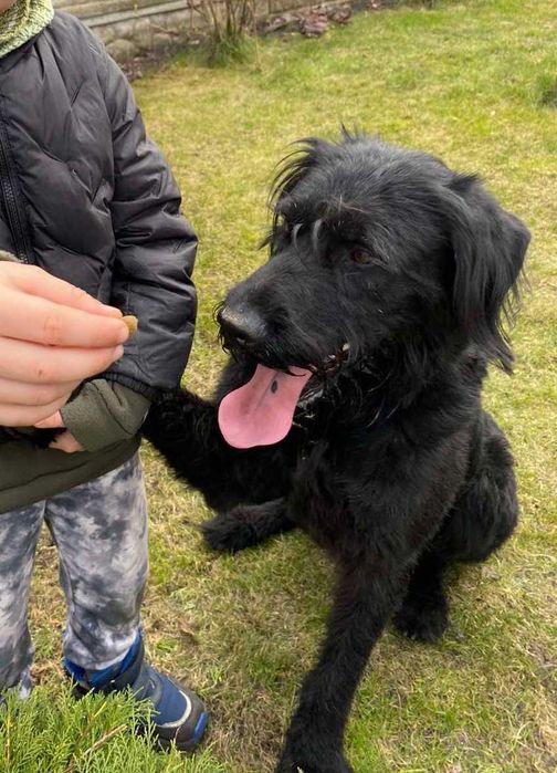 Безкоштовно Різеншнауцер