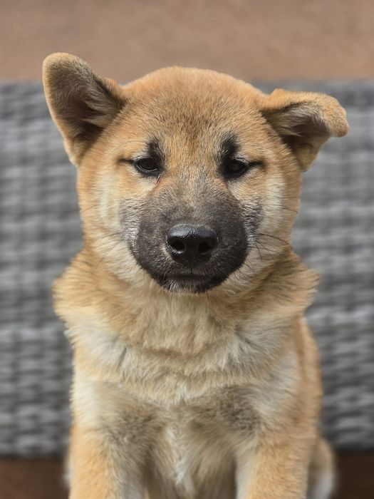 SHIBA INU szczeniak do odbioru gotowy metryka chip pies