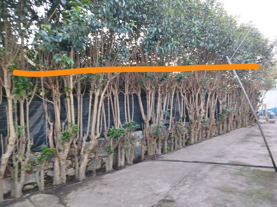 Jardineiro particular