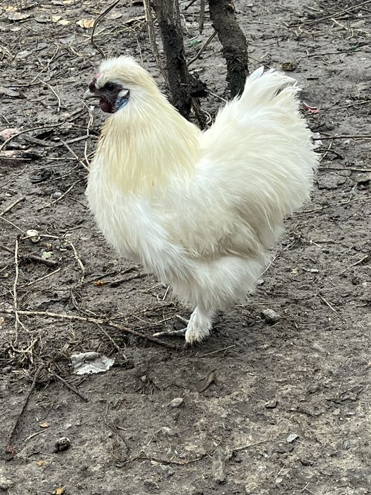 Продам шовкових курей