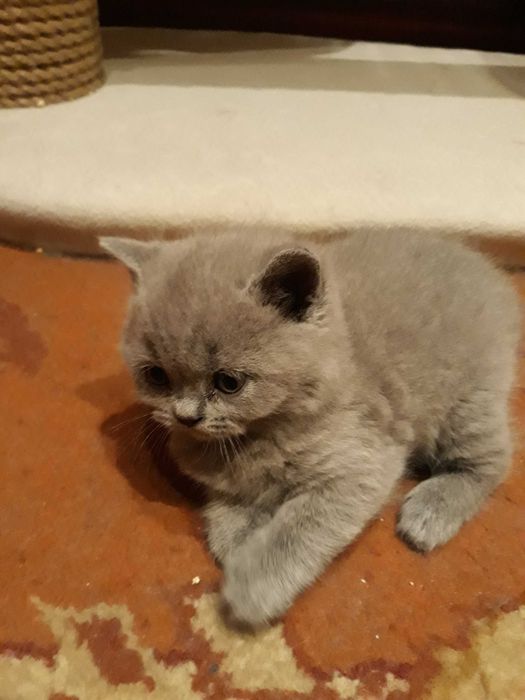 Kotka Brytyjska Niebieska Krótkowłosa z 5 pokoleniowym rodowodem