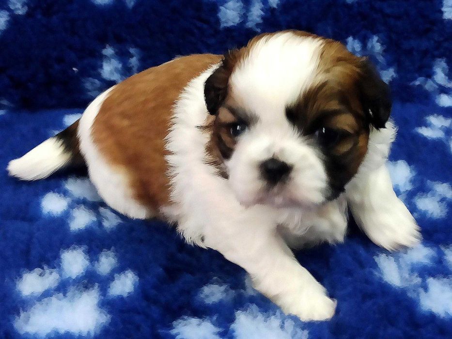 Śliczna suczka shih tzu  UCI