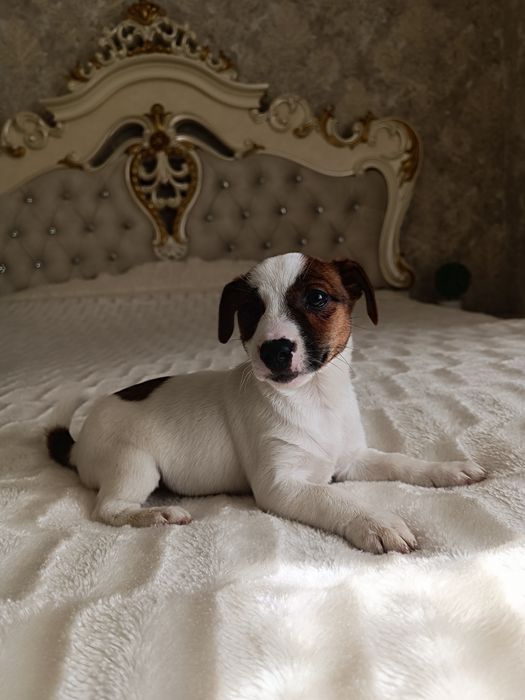 Щенки Джек Рассел