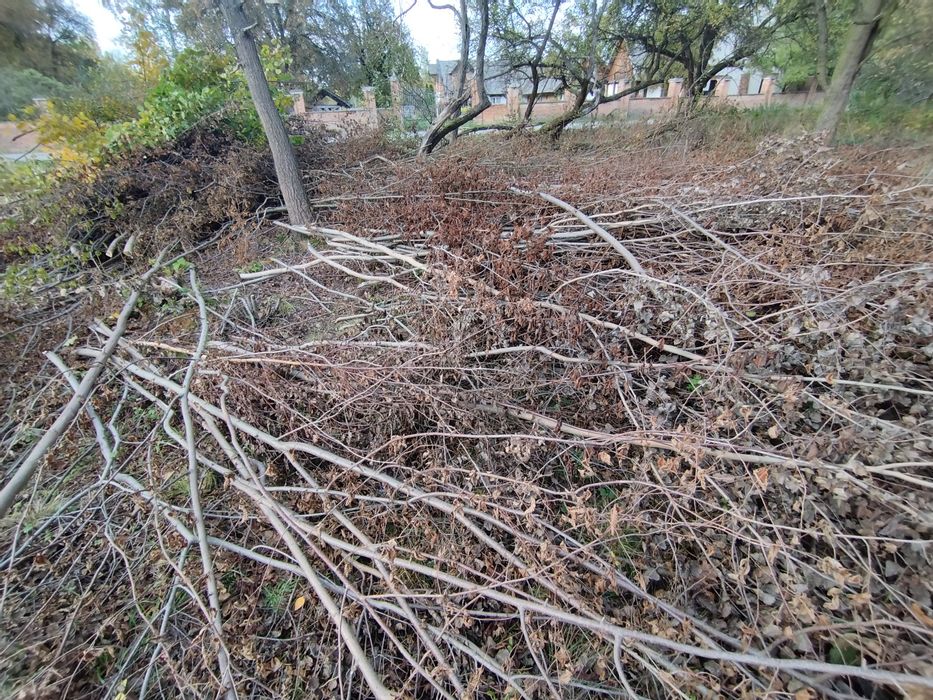Oddam gałęzie, leszczyna.
