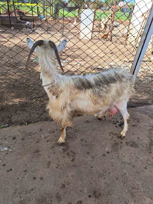 Продаю дойни Кози