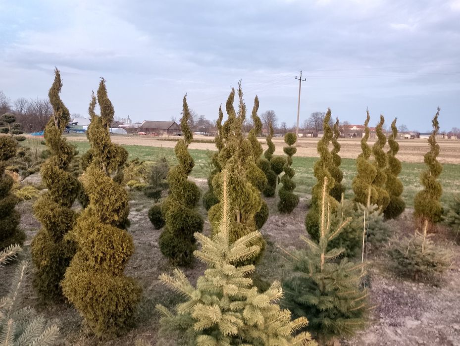 Tuja Szmaragd formowana