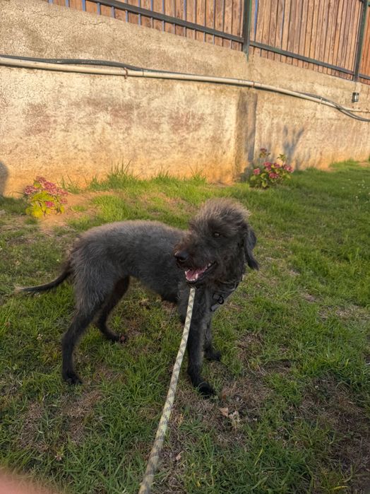 ‘Indie’ Para uma nova casa