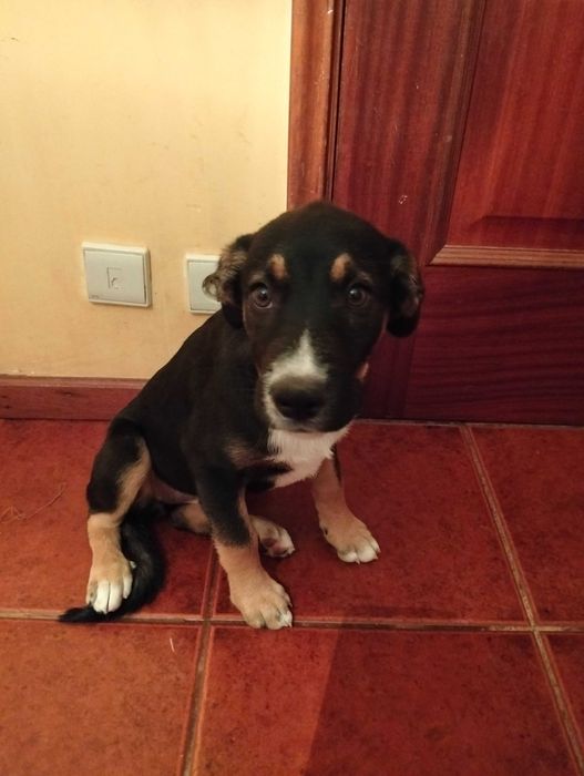 Dou duas cadelas cruzadas de labrador e pastor alemão