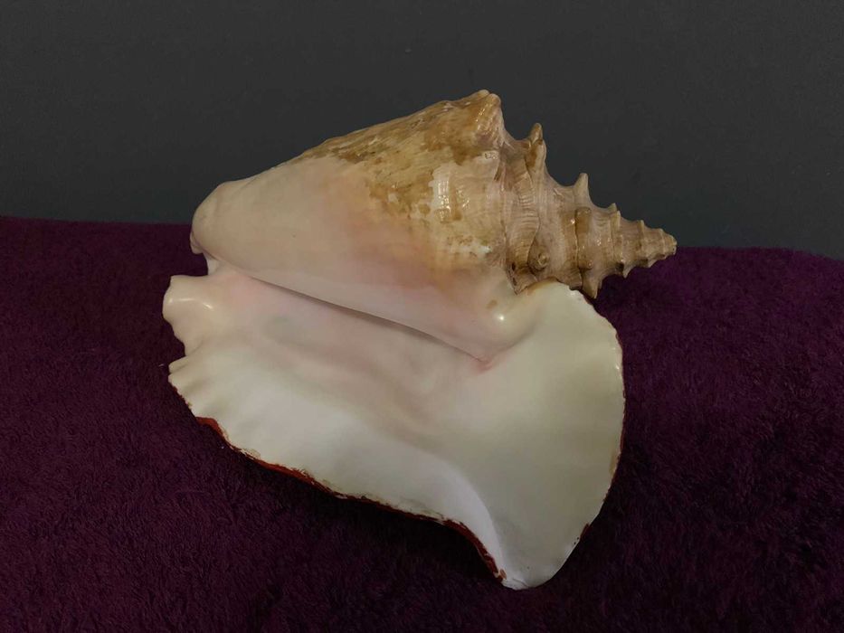 Ракушка морская ,,Элитная,,