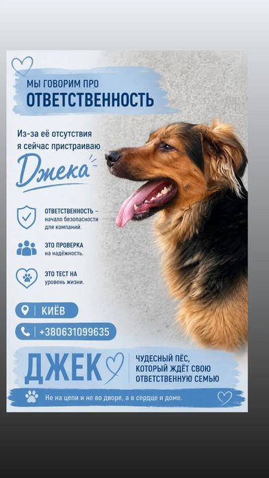 Пристраиваю самого классного парня на свете