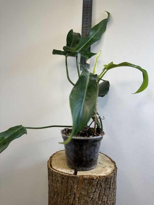 Філодендрон Philodendron  Jerry Horne Т 27