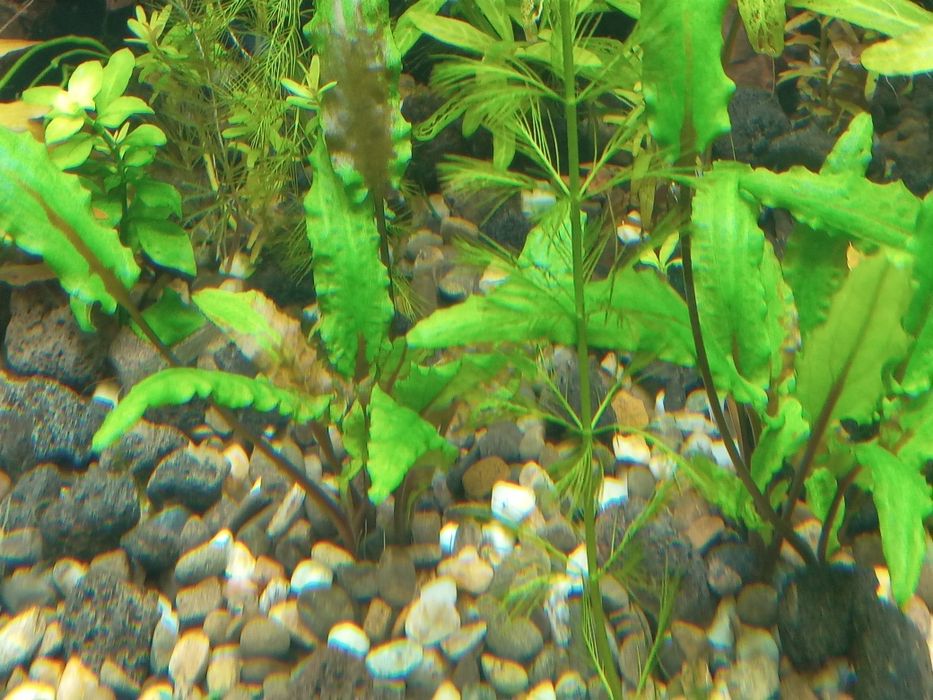 Продам аквариум JUWEL 120л с тумбой, крышкой, светом