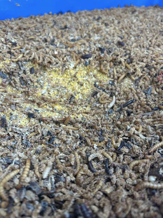 Larvas  da Farinha, Tenebrio, Trela de Refugo - 1kg