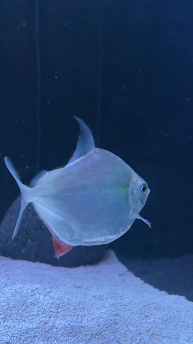 Peixes silver doller