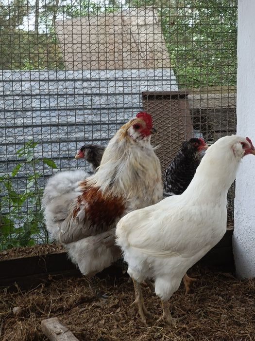 OVOS  Maran, Araucana, Ayam ketawa, Andaluza, Paduana