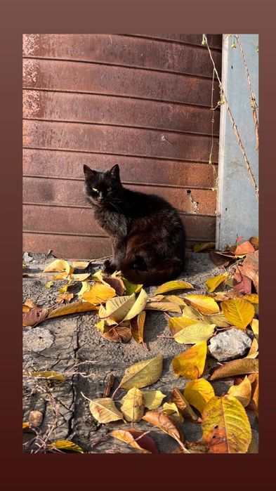 Отдам черную кошку, стерилизована, 3 года